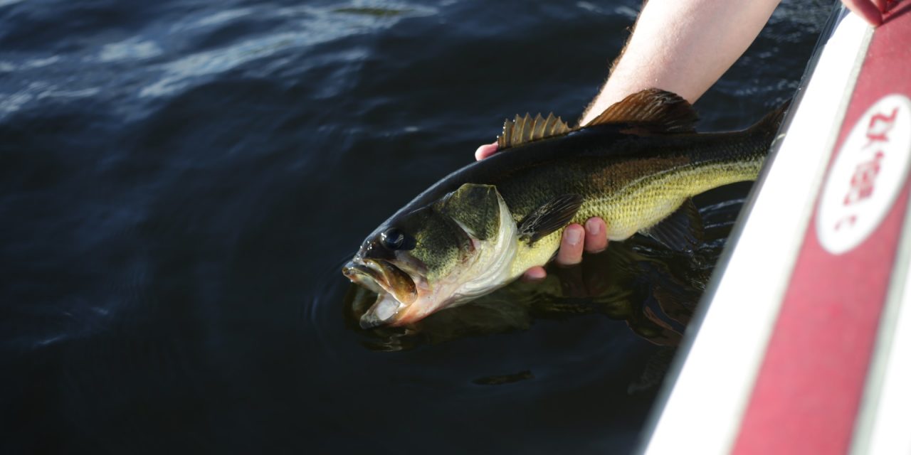 Piscifun Torrent &ndash; Best Budget Baitcasting Reel Review