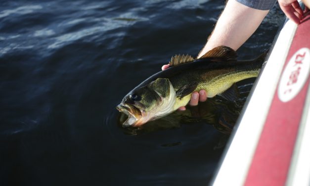 Piscifun Torrent &ndash; Best Budget Baitcasting Reel Review