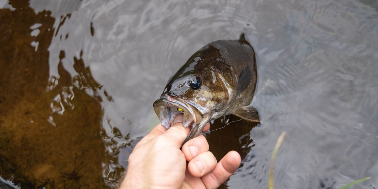 KastKing Baitcasting Reel Are an Excellent Choice