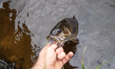 KastKing Baitcasting Reel Are an Excellent Choice